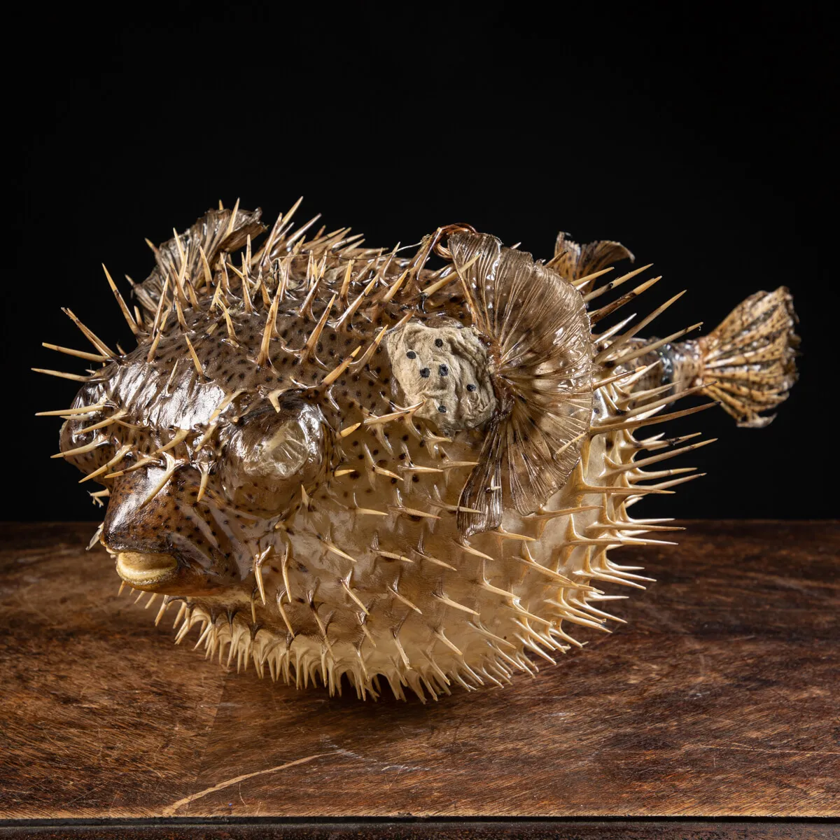 Pesce Istrice - Diodon Histrix
