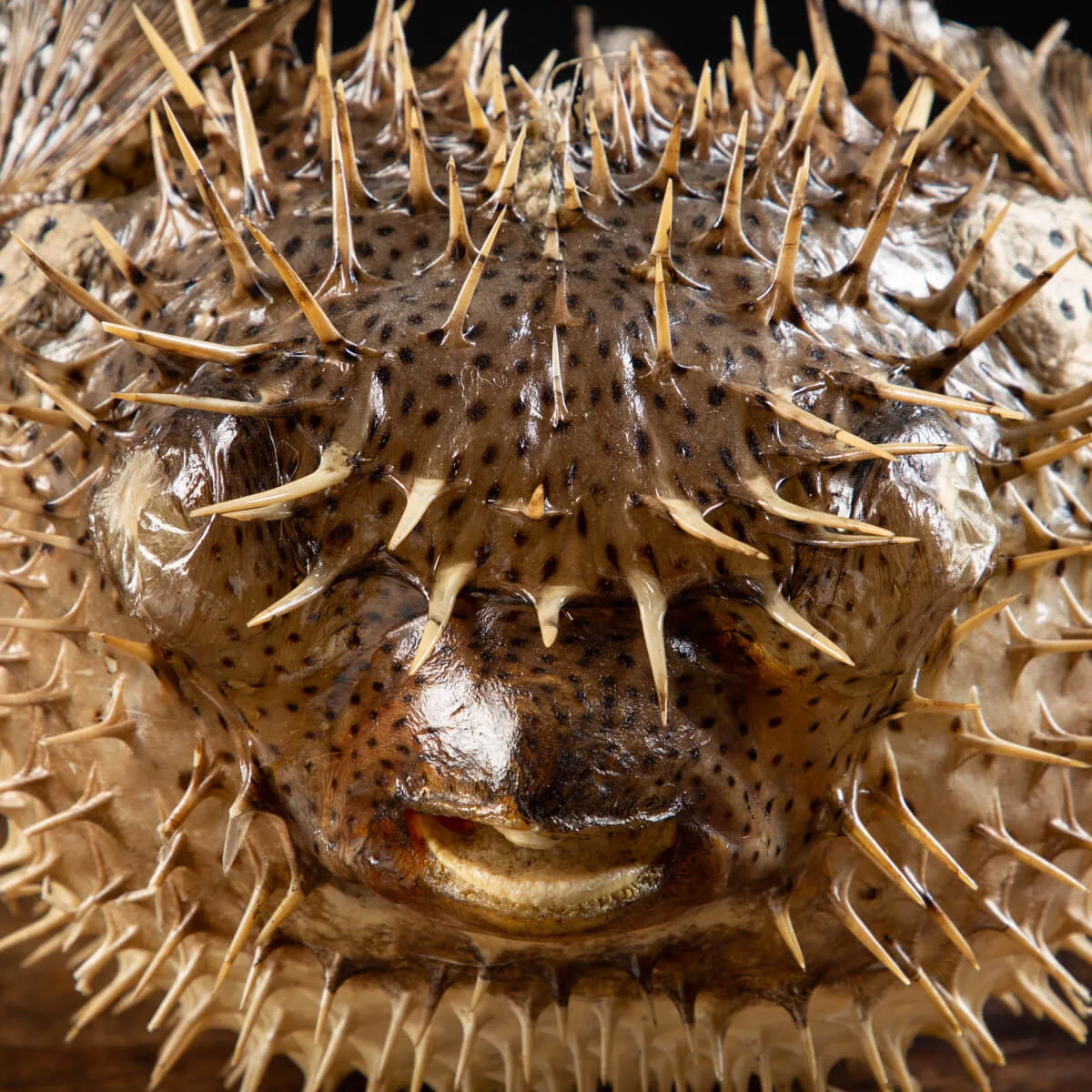 Pesce Istrice - Diodon Histrix