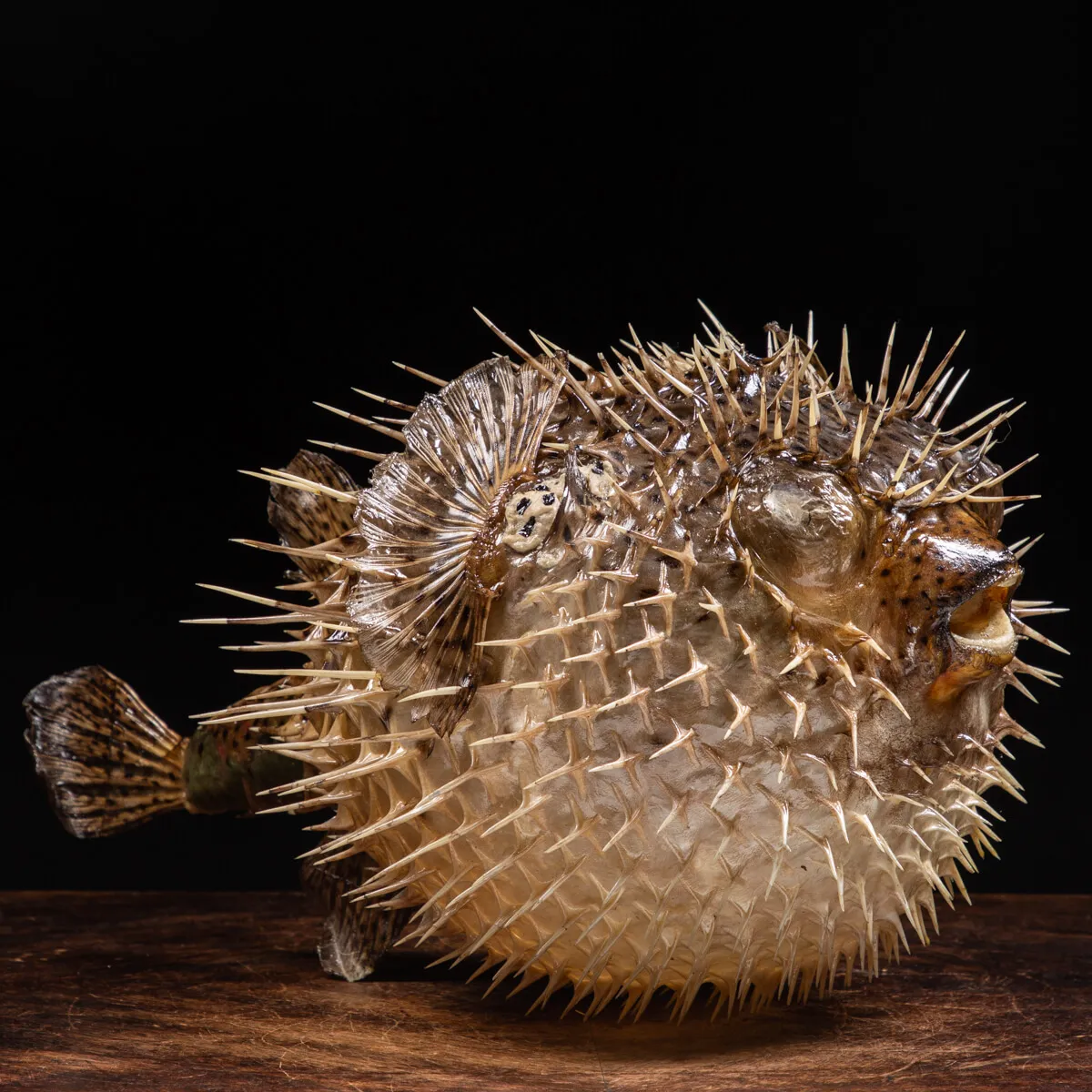 Pesce Istrice - Diodon Histrix