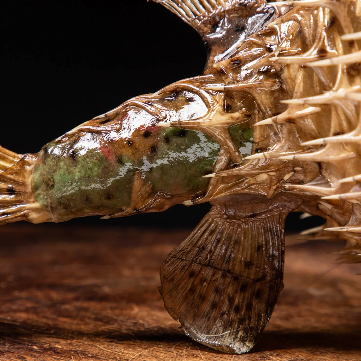 Pesce Istrice - Diodon Histrix