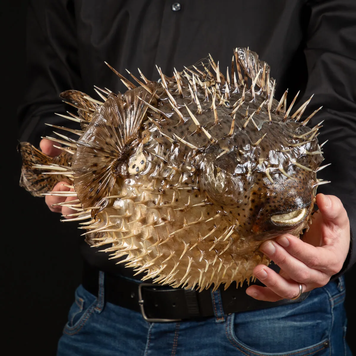 Pesce Istrice - Diodon Histrix