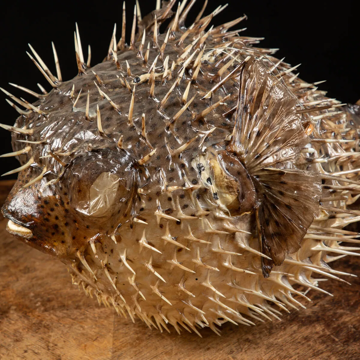 Pesce Istrice - Diodon Histrix