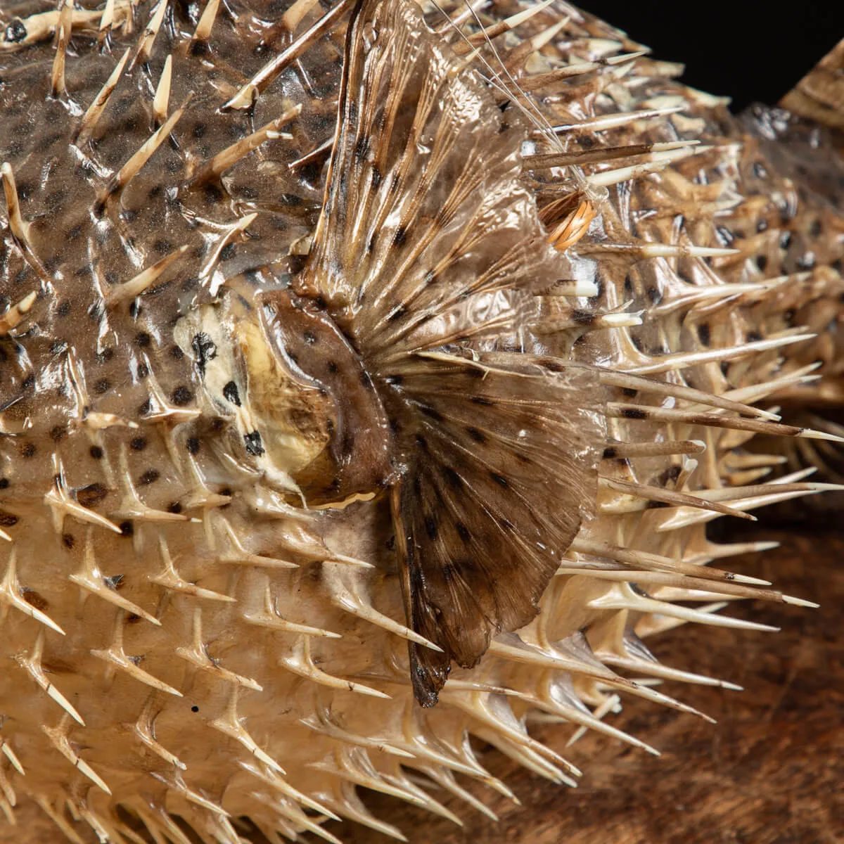 Pesce Istrice - Diodon Histrix