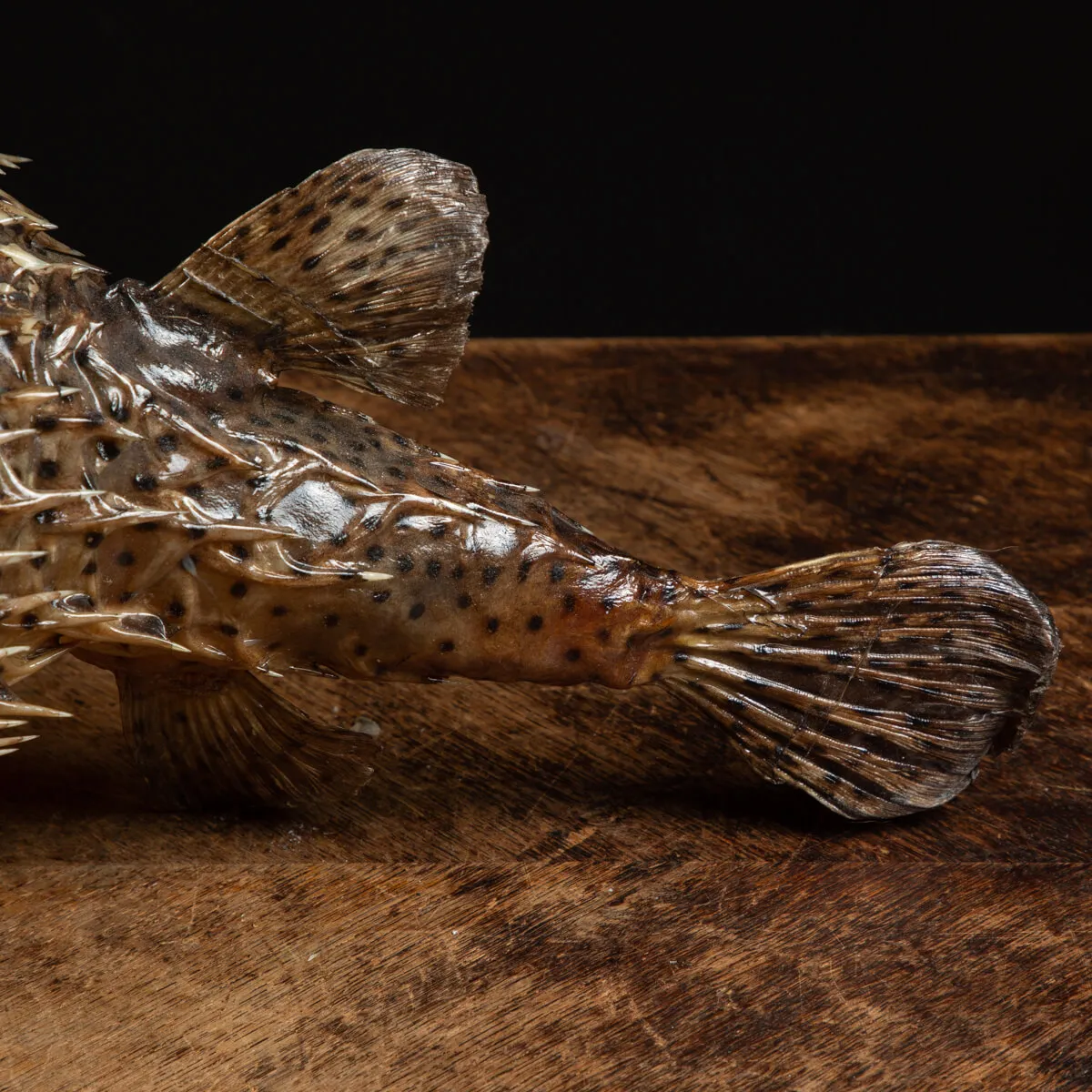 Pesce Istrice - Diodon Histrix