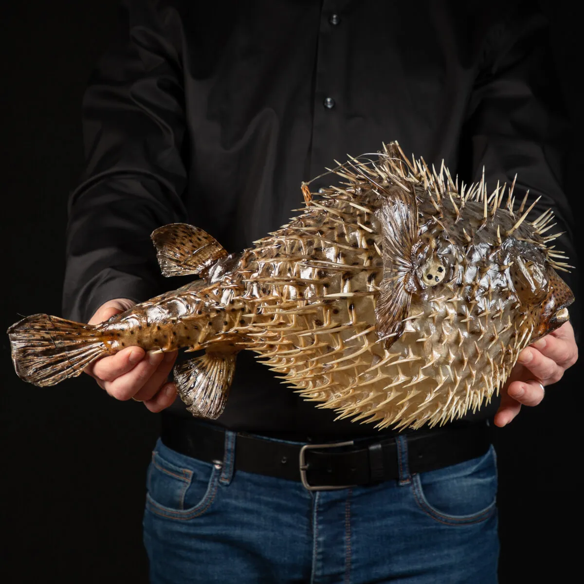 Pesce Istrice - Diodon Histrix