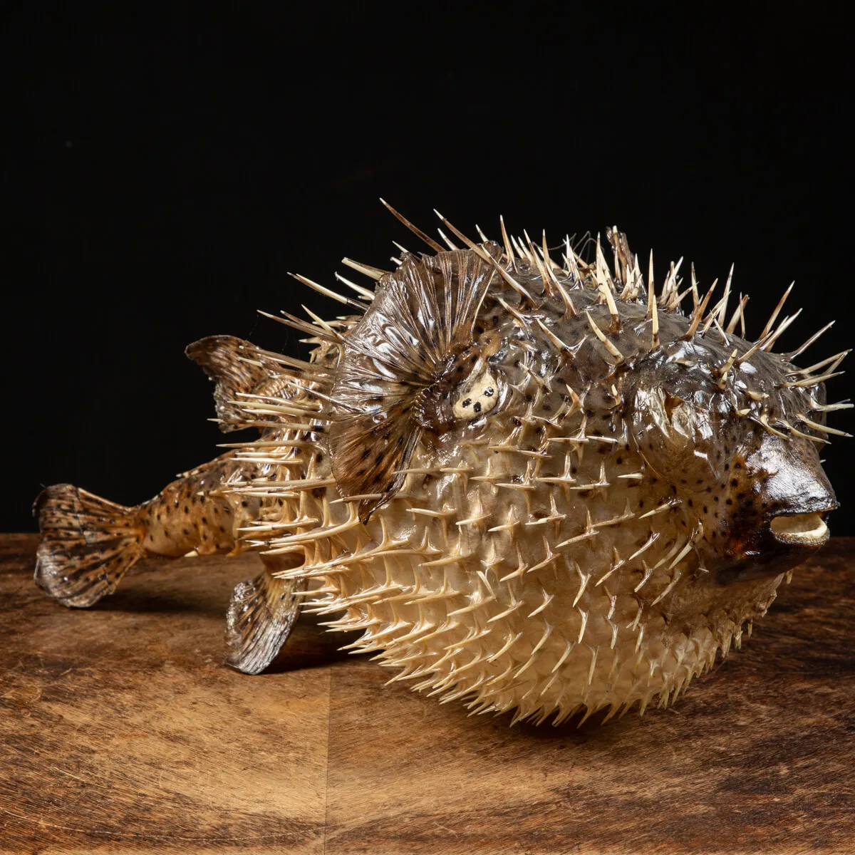 Pesce Istrice - Diodon Histrix