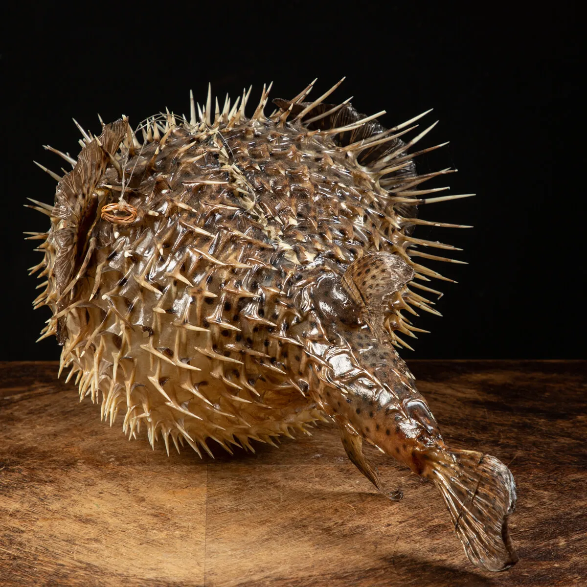 Pesce Istrice - Diodon Histrix
