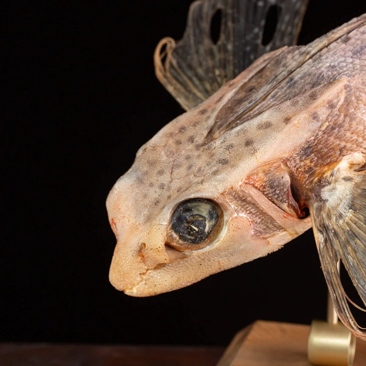 Dactylopterus Volitans – Pesce Volante.