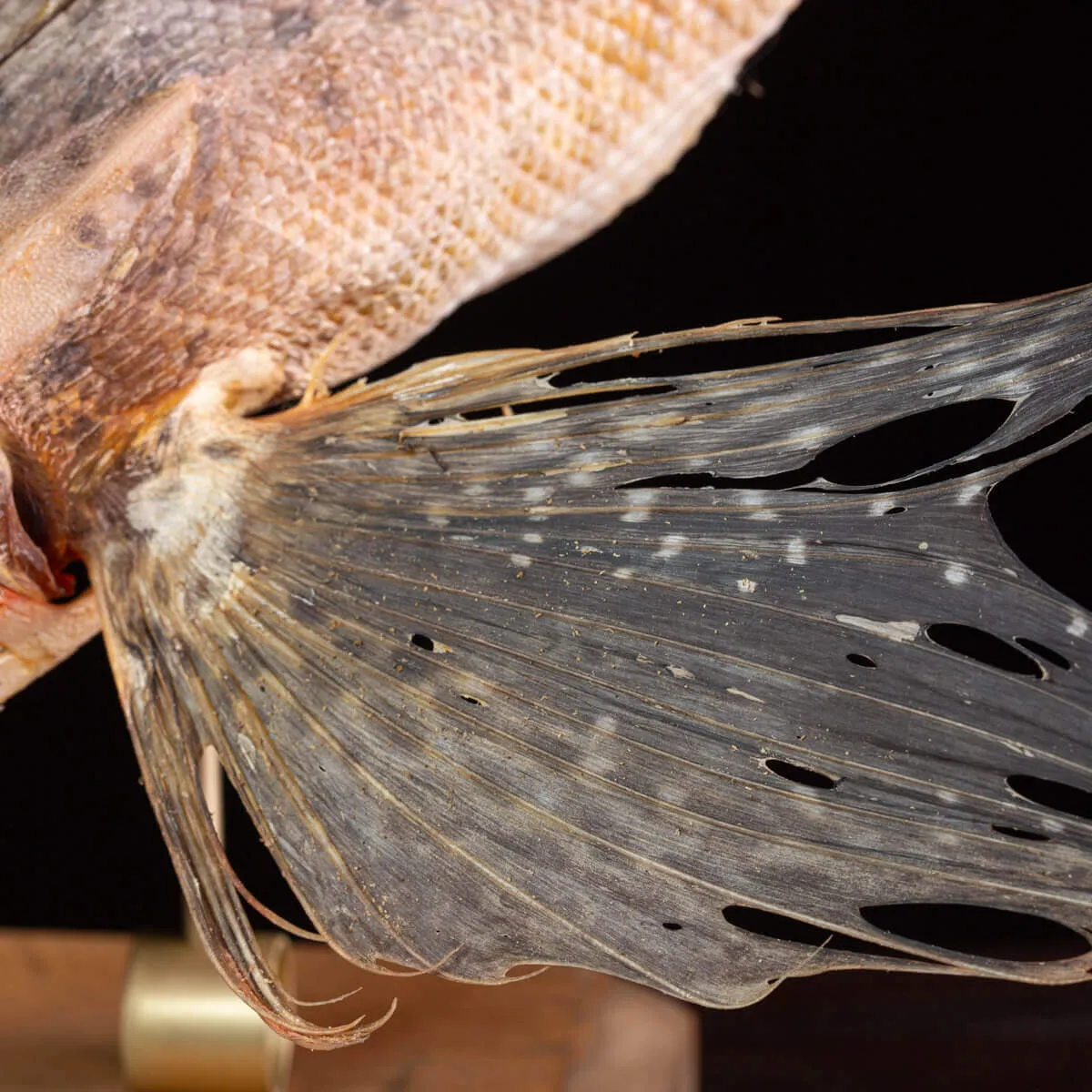 Dactylopterus Volitans – Pesce Volante.