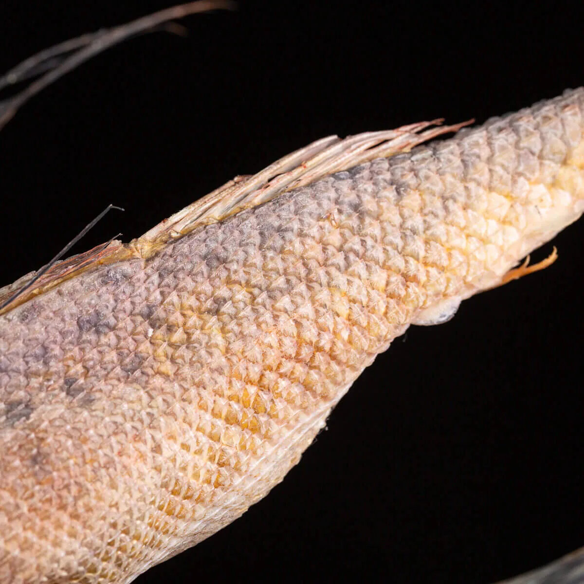 Dactylopterus Volitans – Pesce Volante.