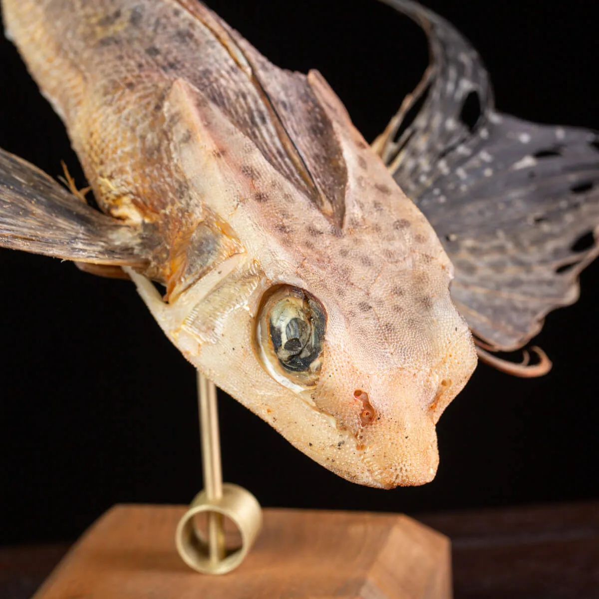 Dactylopterus Volitans – Pesce Volante.