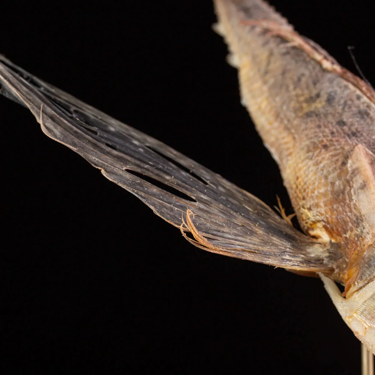 Dactylopterus Volitans – Pesce Volante.
