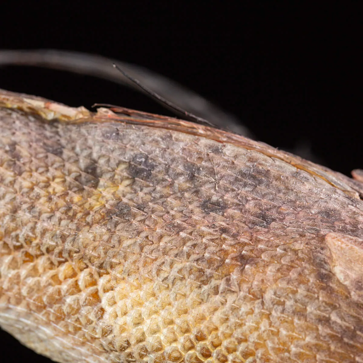 Dactylopterus Volitans – Pesce Volante.