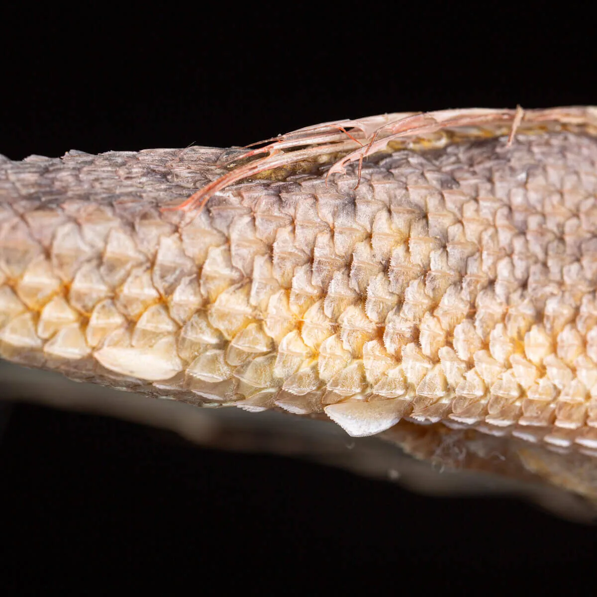 Dactylopterus Volitans – Pesce Volante.