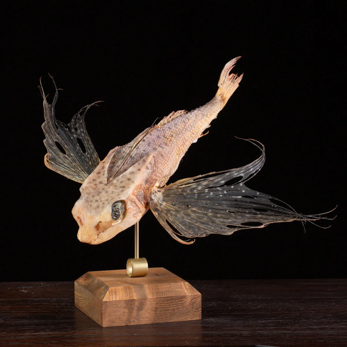 Dactylopterus Volitans – Pesce Volante.