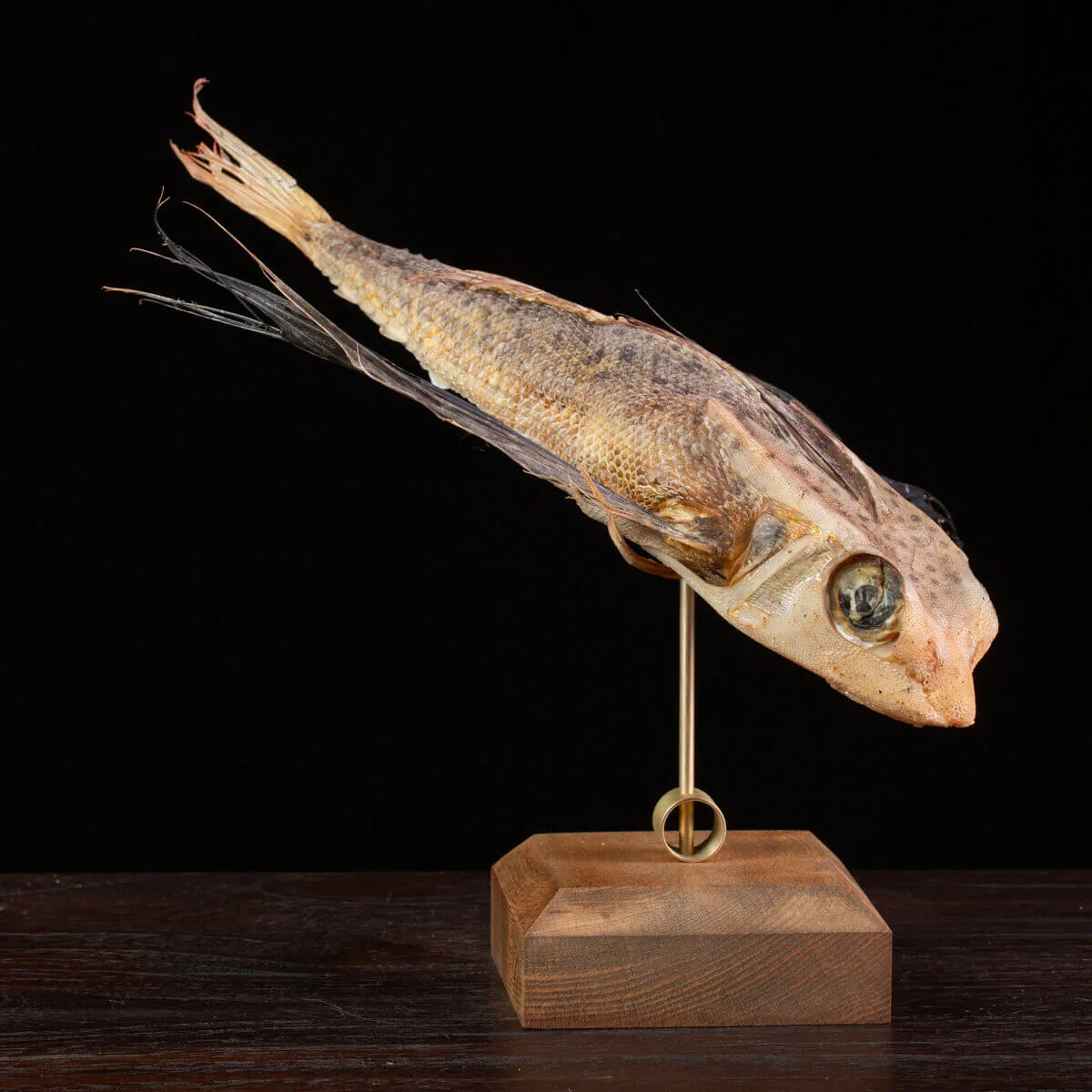 Dactylopterus Volitans – Pesce Volante.