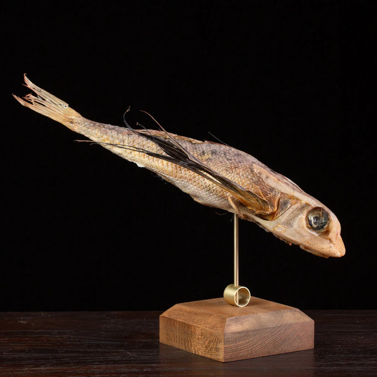Dactylopterus Volitans – Pesce Volante.