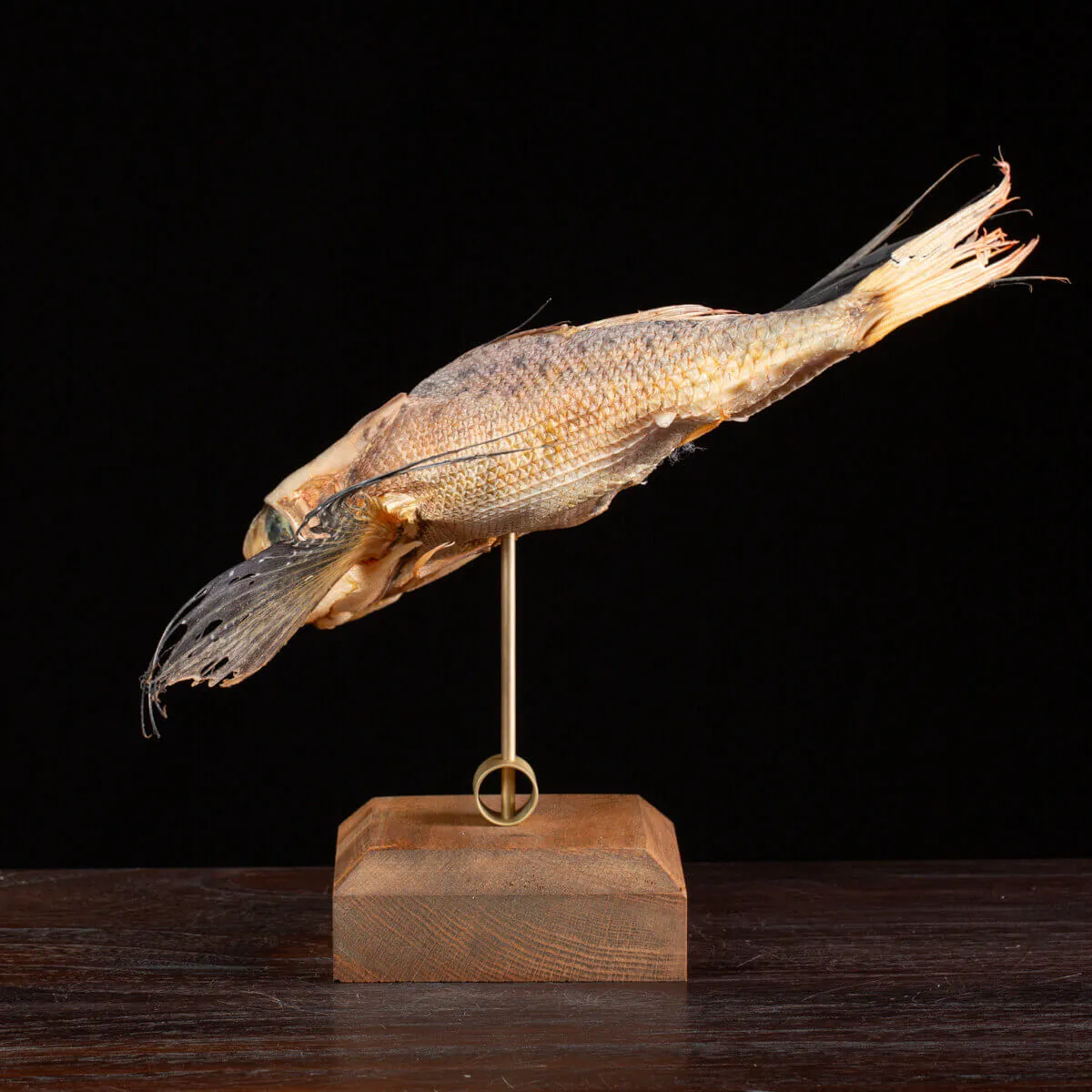 Dactylopterus Volitans – Pesce Volante.