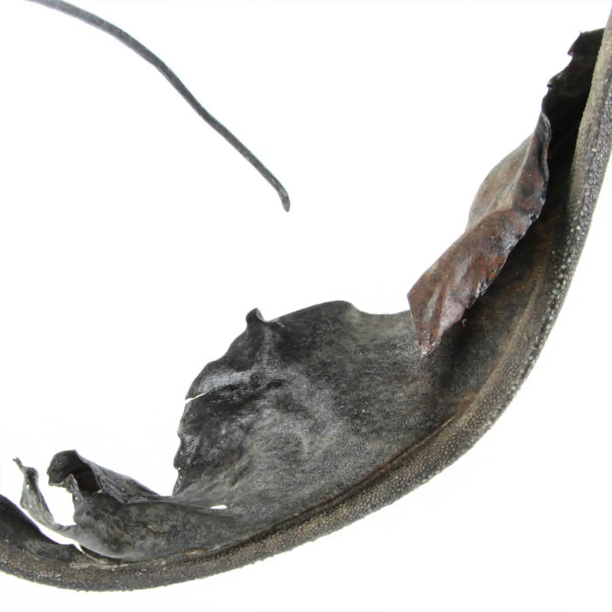 Coda di Manta - Myliobatoidei sp.
