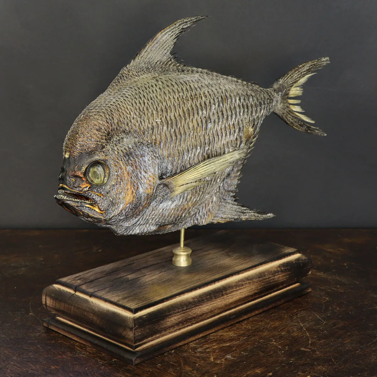 Pomfret Taractes Rubescens - Bramidae Sp.