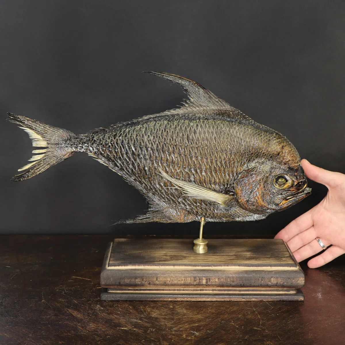 Pomfret Taractes Rubescens - Bramidae Sp.