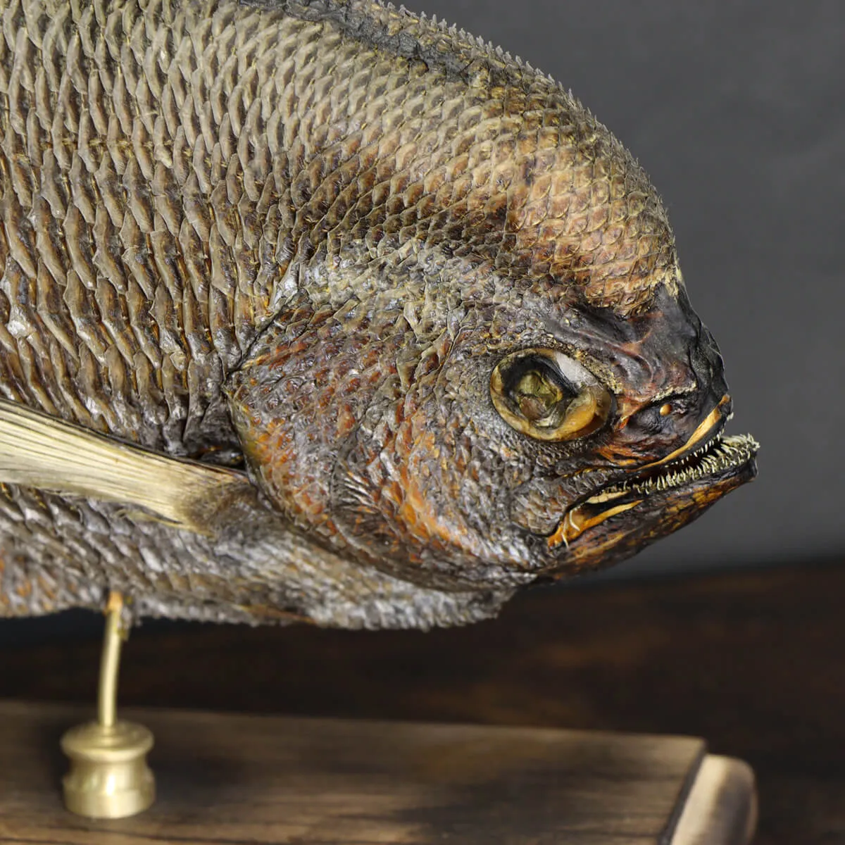 Pomfret Taractes Rubescens - Bramidae Sp.