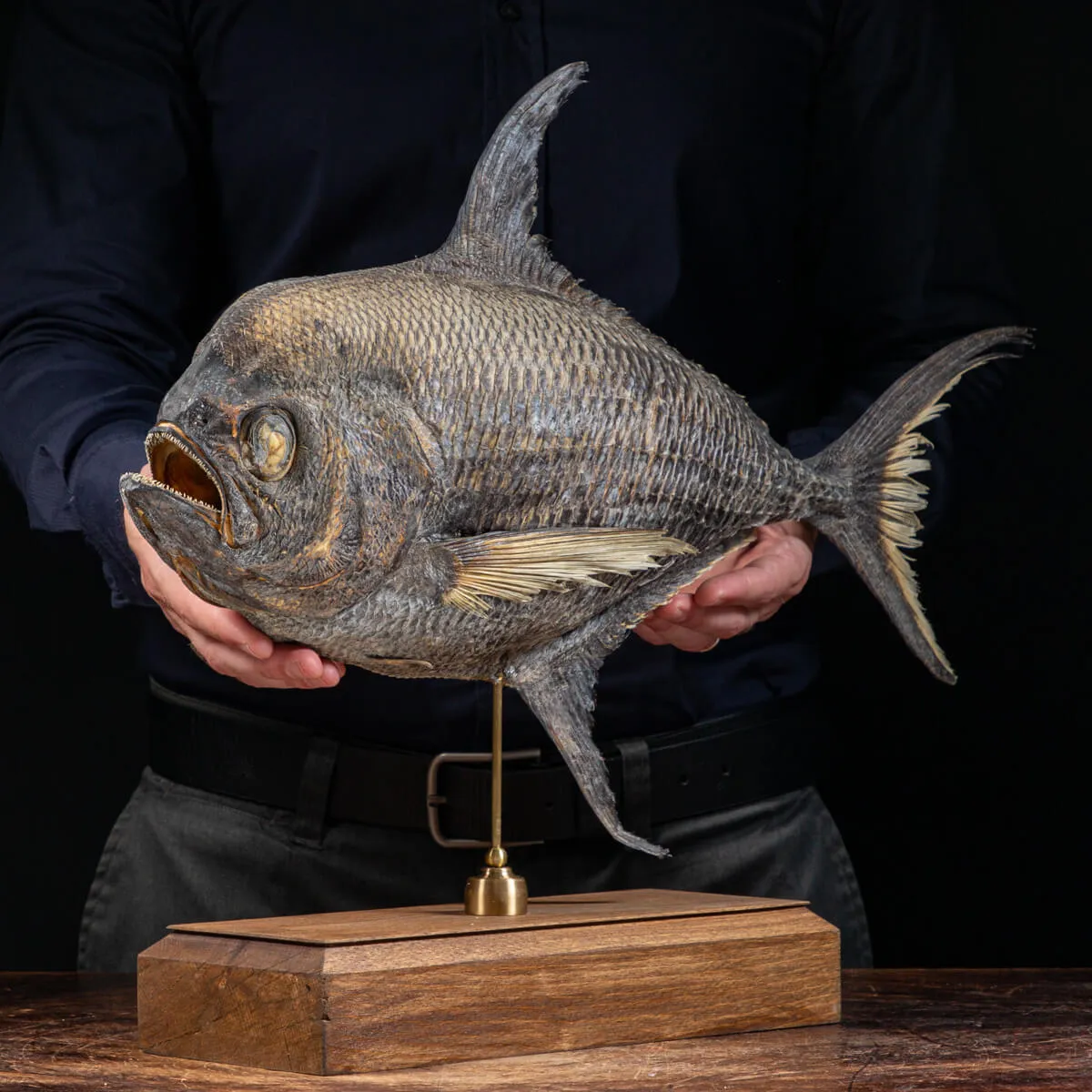 Pomfret Taractes Rubescens - Bramidae Sp.