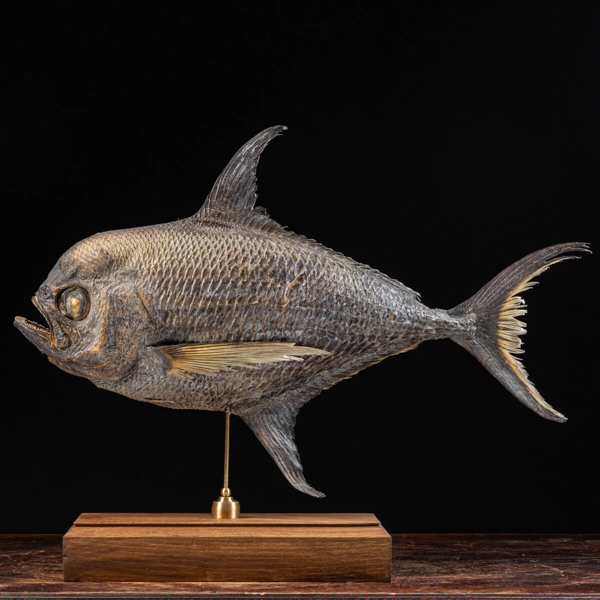 Pomfret Taractes Rubescens - Bramidae Sp.