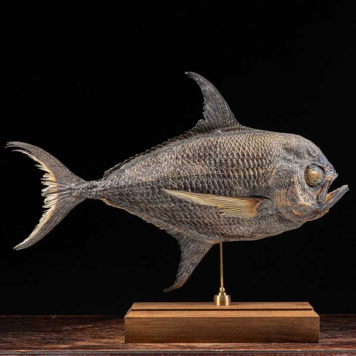 Pomfret Taractes Rubescens - Bramidae Sp.