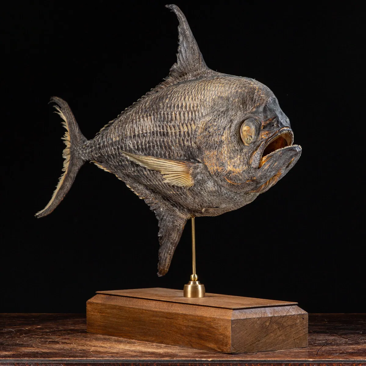 Pomfret Taractes Rubescens - Bramidae Sp.