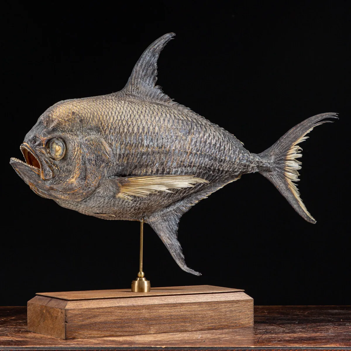 Pomfret Taractes Rubescens - Bramidae Sp.