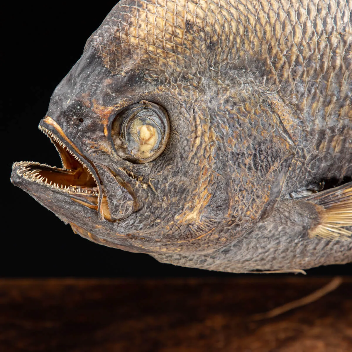 Pomfret Taractes Rubescens - Bramidae Sp.