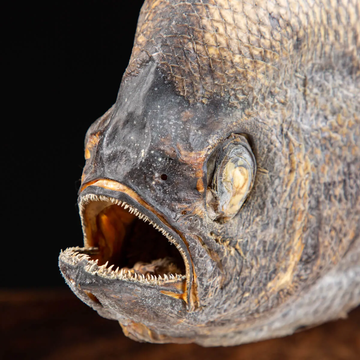 Pomfret Taractes Rubescens - Bramidae Sp.