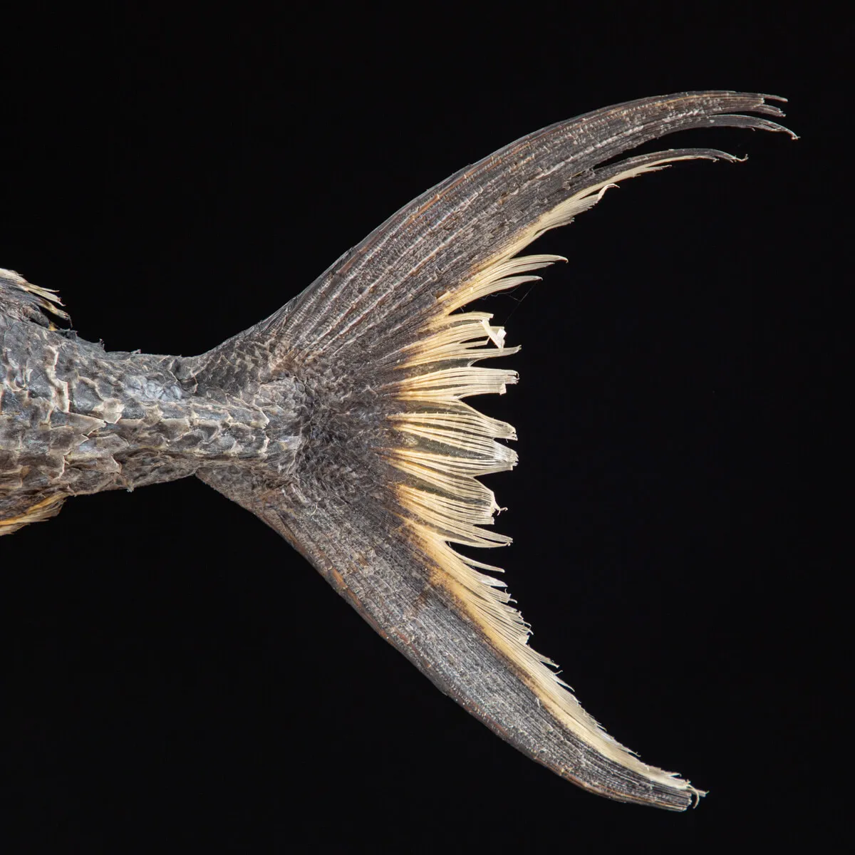 Pomfret Taractes Rubescens - Bramidae Sp.
