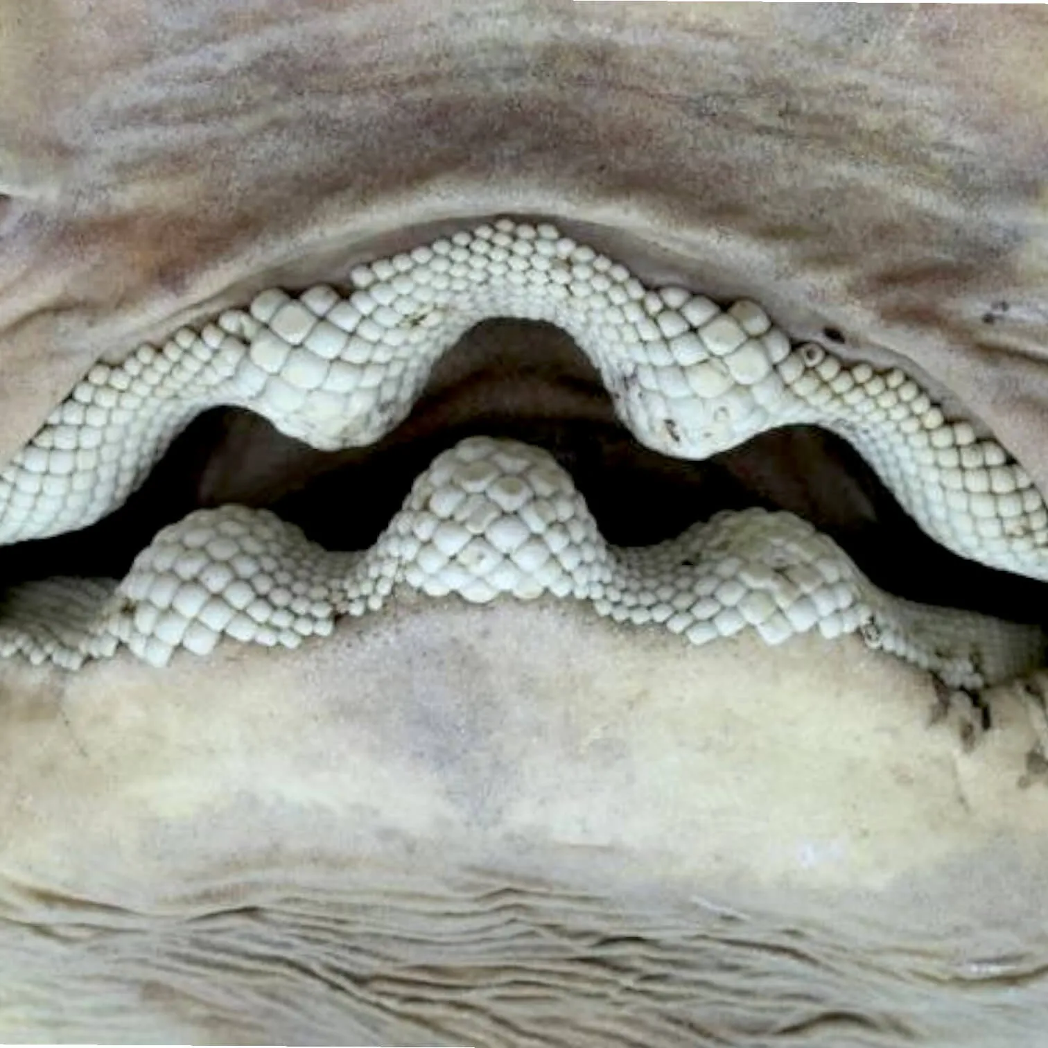 Rhina Ancylostoma – Alieno del Mare