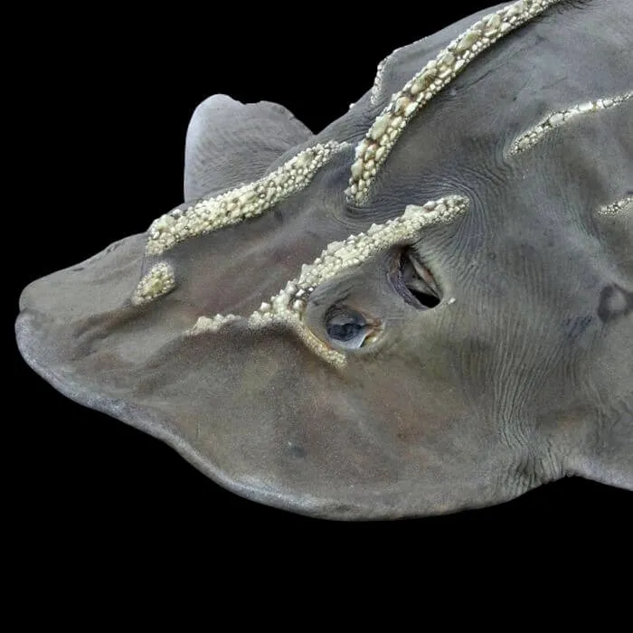 Rhina Ancylostoma – Alieno del Mare