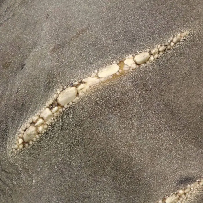Rhina Ancylostoma – Alieno del Mare