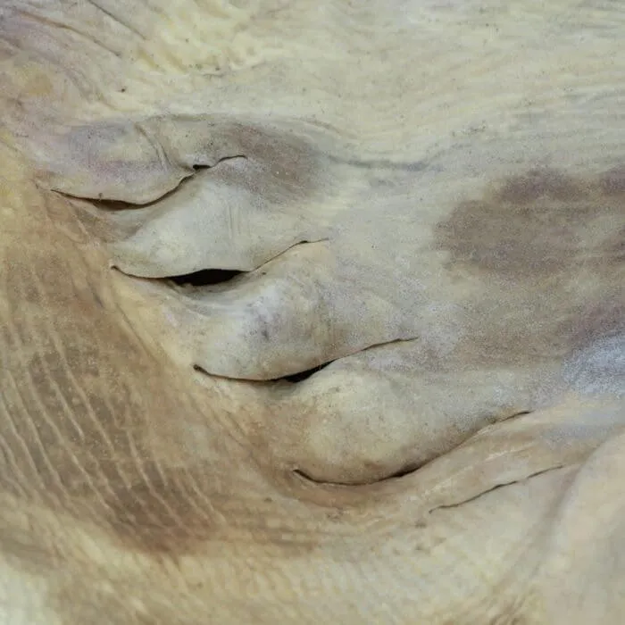 Rhina Ancylostoma – Alieno del Mare