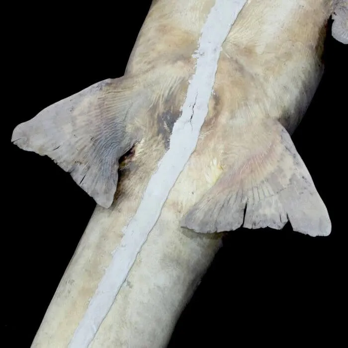 Rhina Ancylostoma – Alieno del Mare