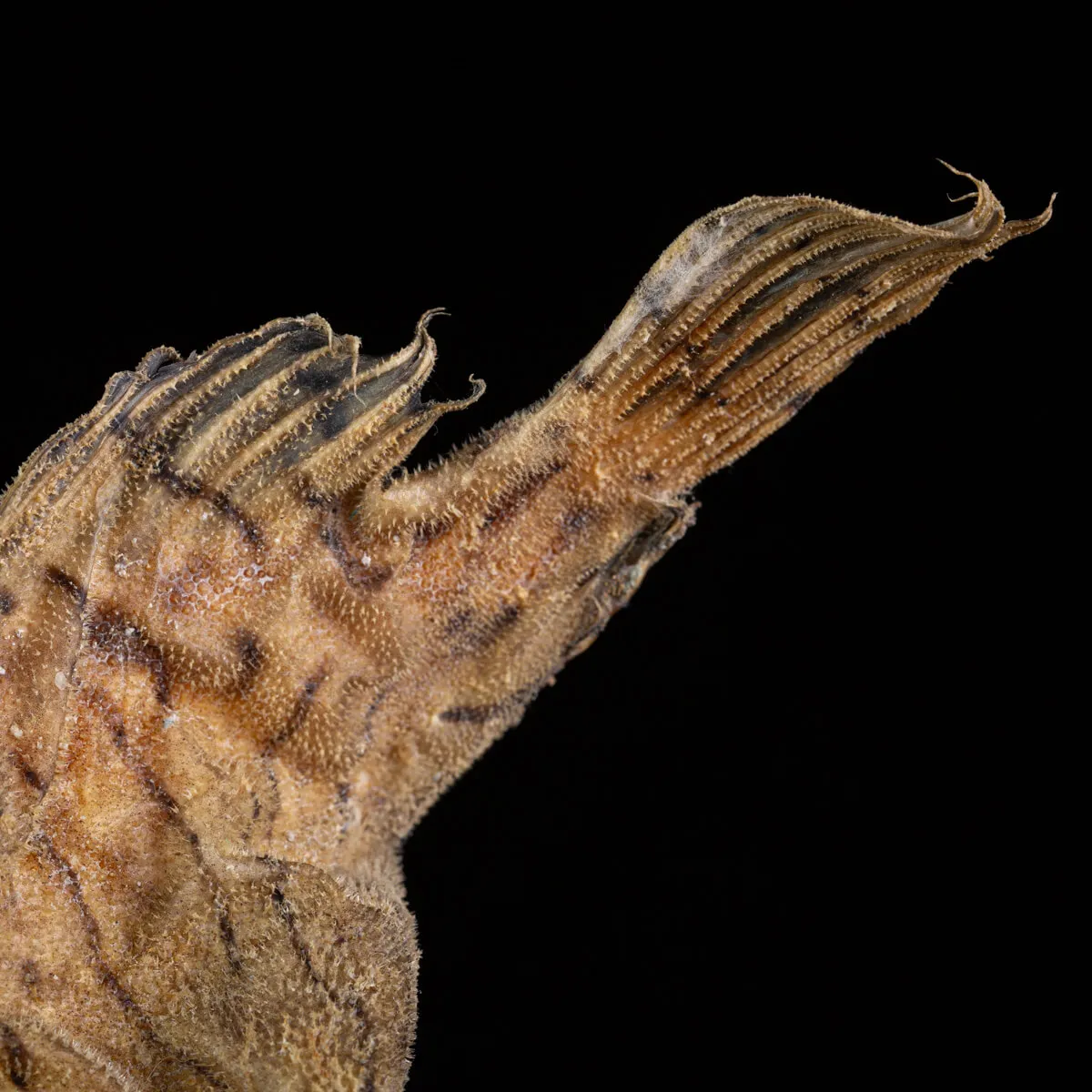 Synanceia Verrucosa – Pietra Vivente.