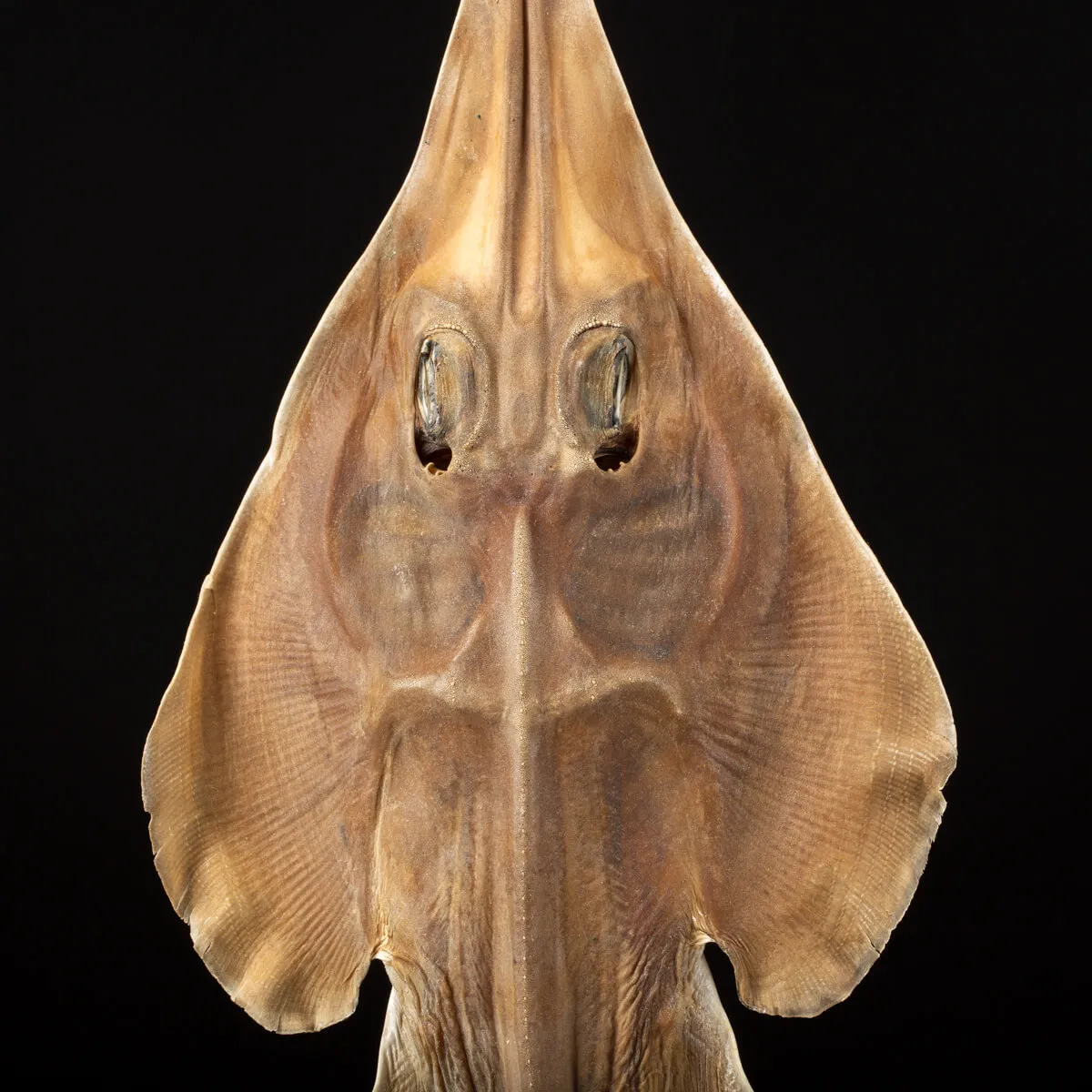 Rhinobatos productus