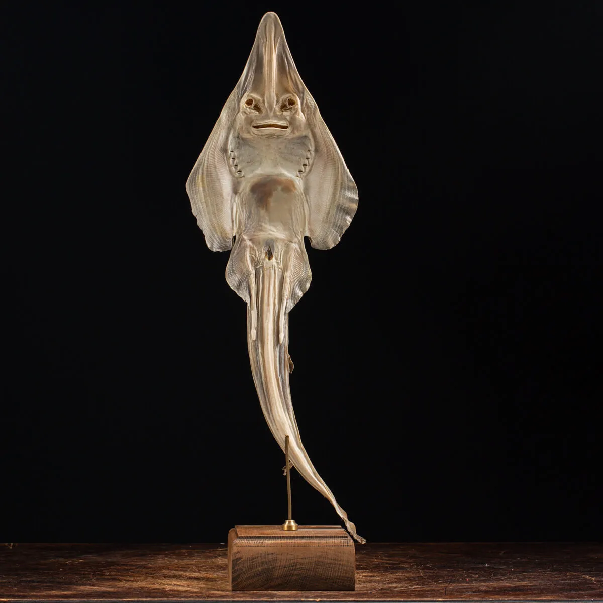Rhinobatos productus
