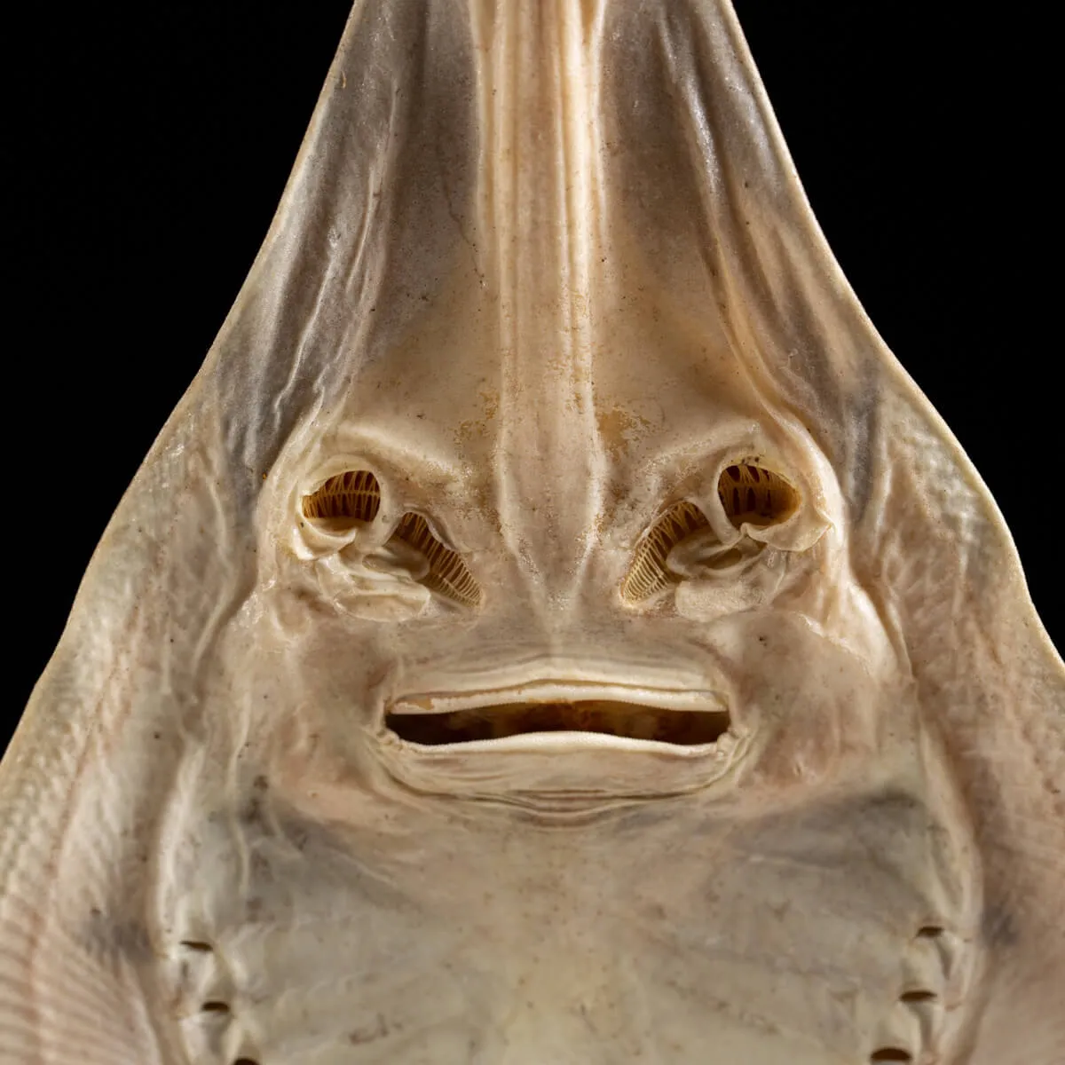 Rhinobatos productus