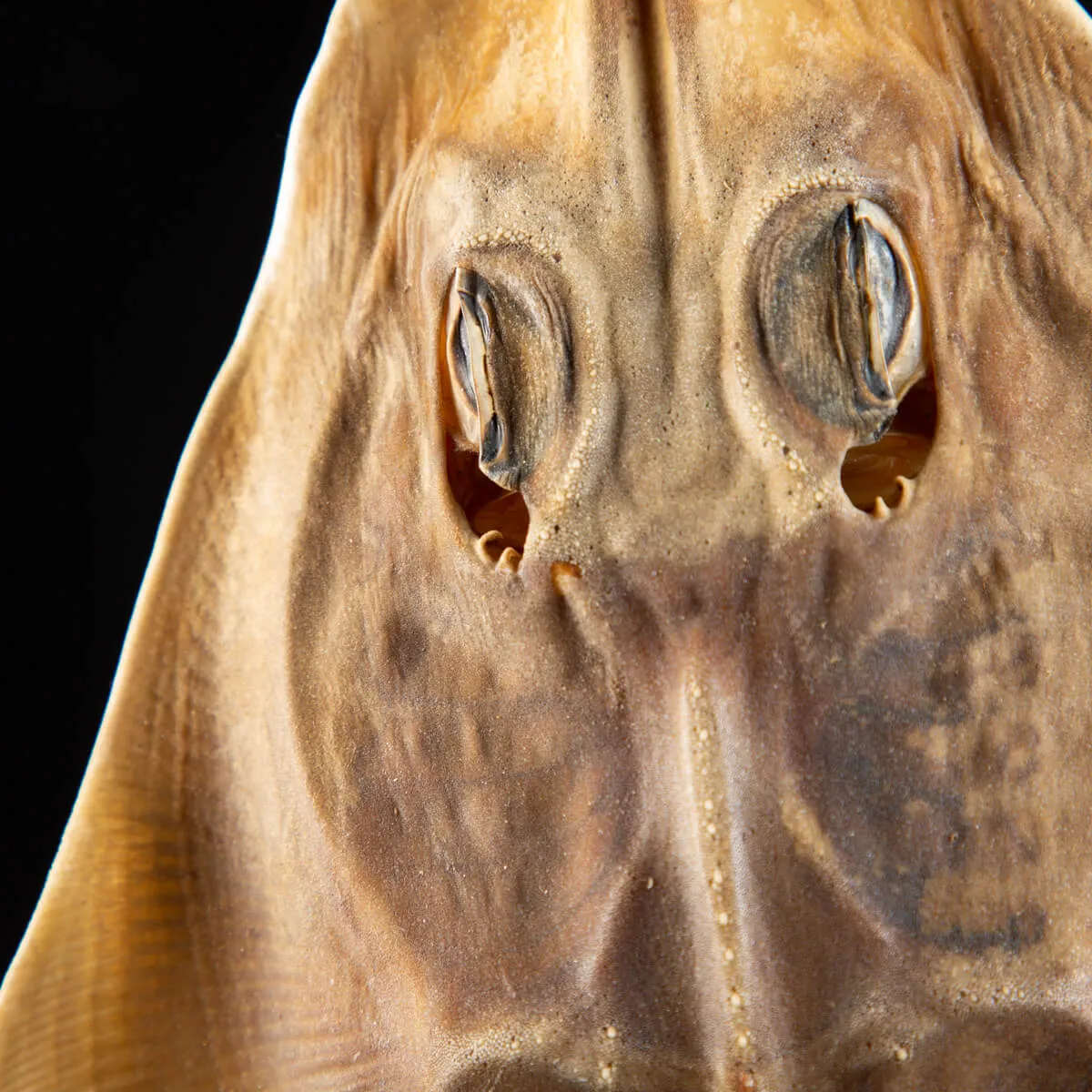 Rhinobatos productus
