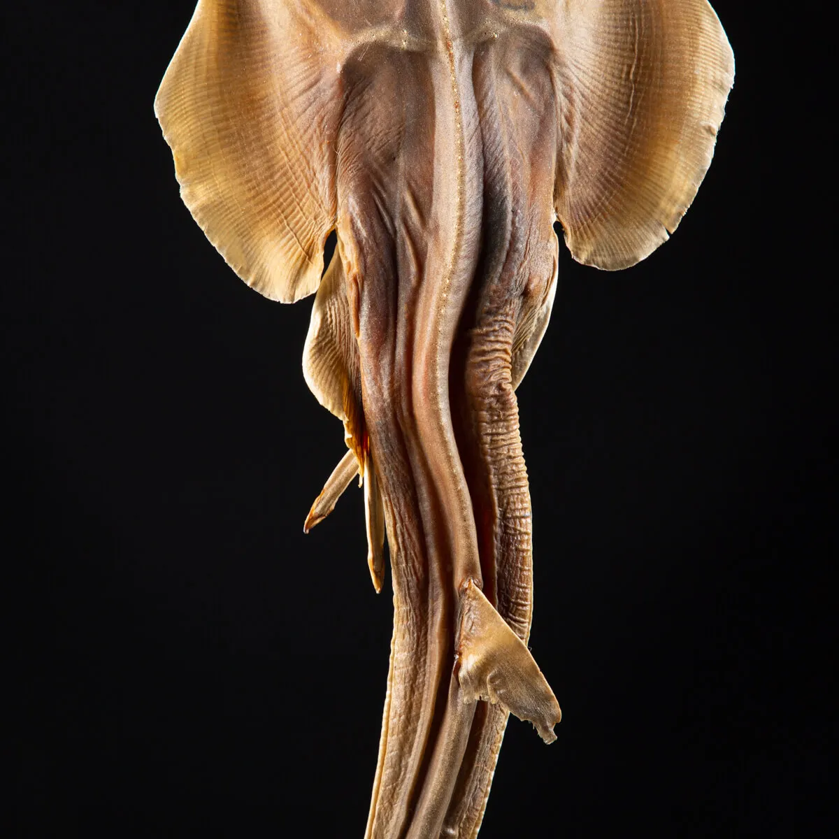 Rhinobatos productus
