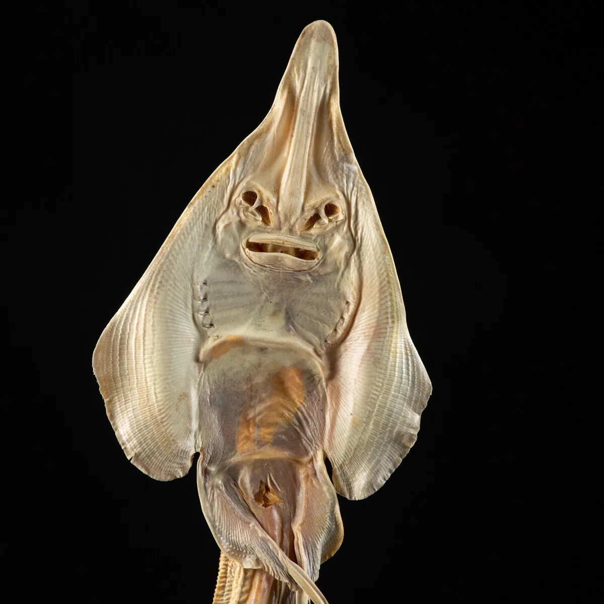 Rhinobatos productus