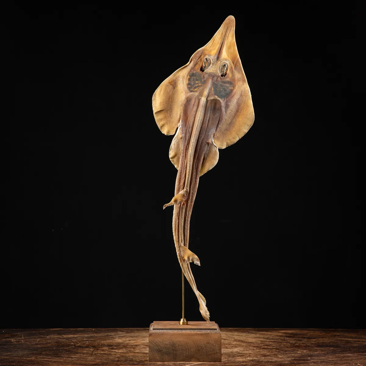 Wunderkammer pesce chitarra alieno "Jenny Haniver"