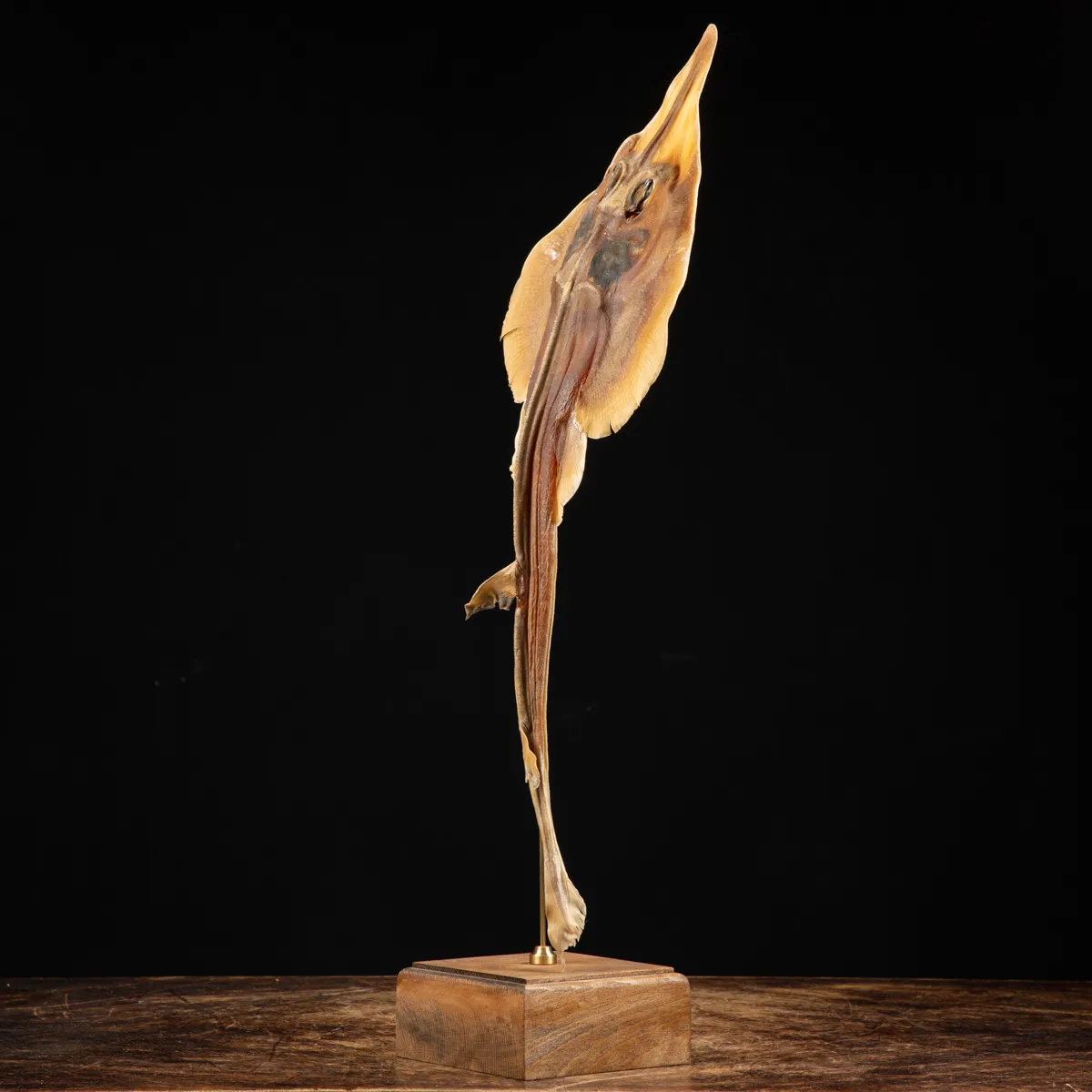 Wunderkammer pesce chitarra alieno "Jenny Haniver"