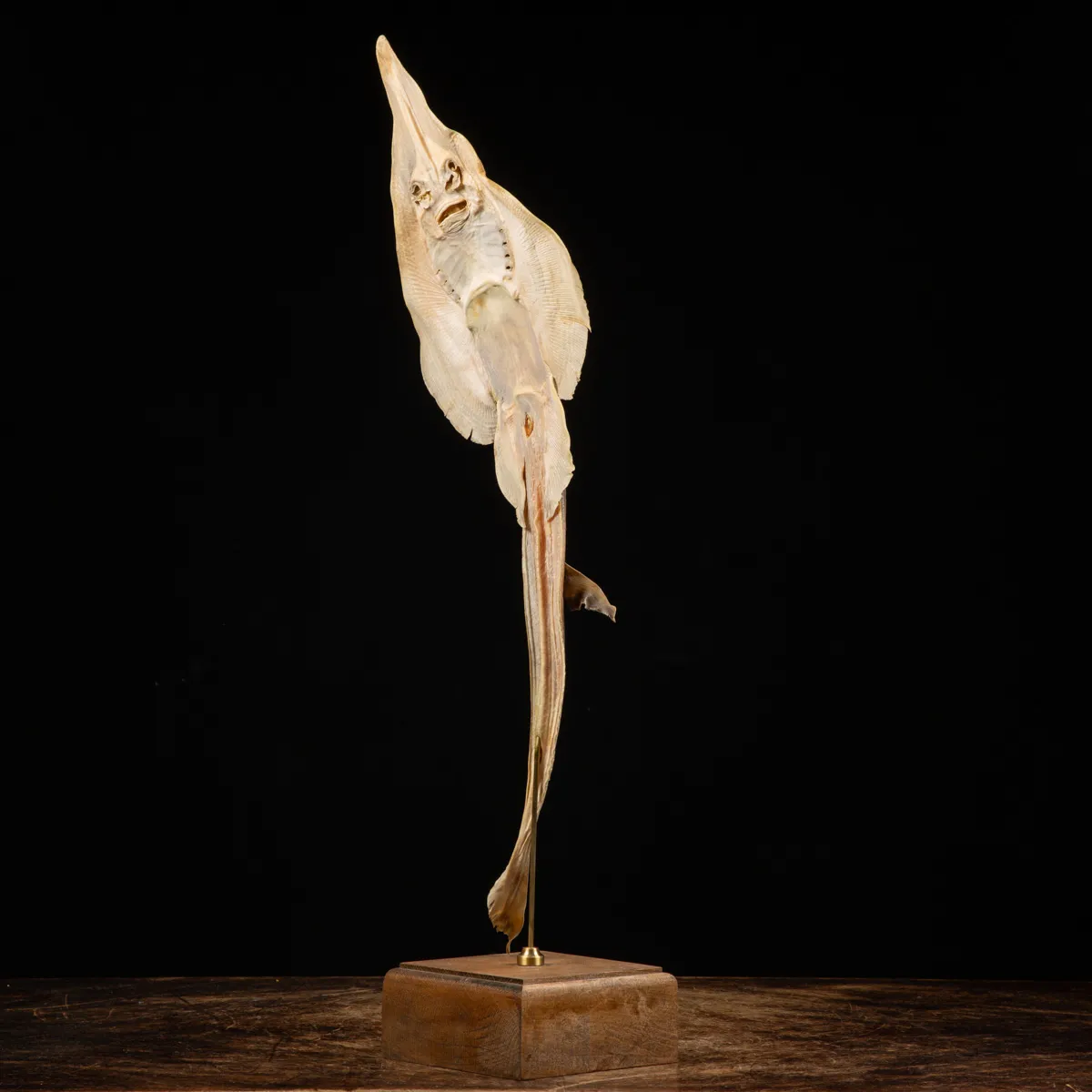 Wunderkammer pesce chitarra alieno "Jenny Haniver"