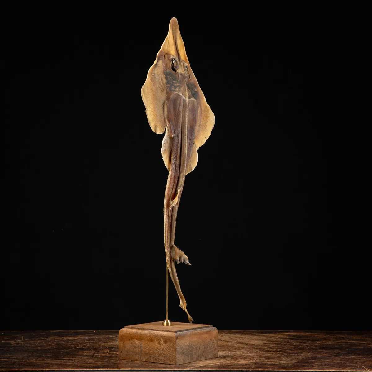 Wunderkammer pesce chitarra alieno "Jenny Haniver"